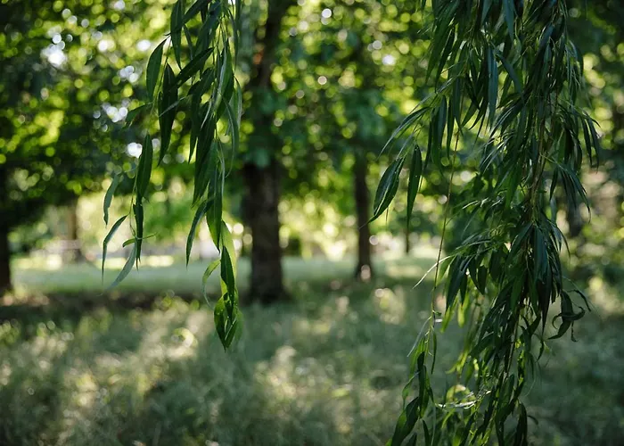 Rive Gauche - D'hotes En Bord D'authion Дом отдыха