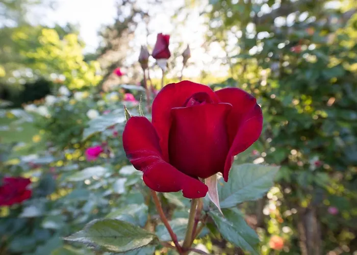 Дом отдыха Rive Gauche - D'hotes En Bord D'authion Maze