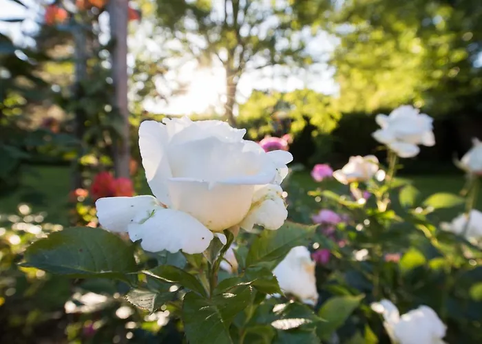 Rive Gauche - D'hotes En Bord D'authion * Mazé
